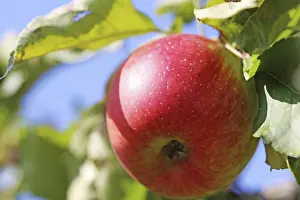 Deciduous Tree Detail Drucke: Ripe apple on the tree
