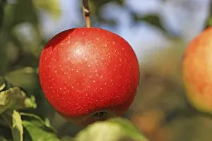 Deciduous Tree Images Drucke: Ripe apple on the tree