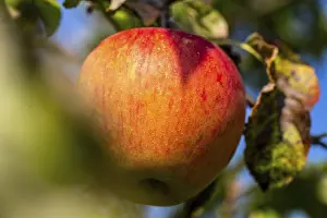 Deciduous Tree Images Drucke: Ripe apple on the tree