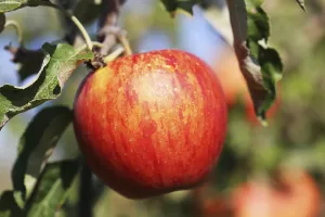 Deciduous Tree Images Drucke: Ripe apple on the tree