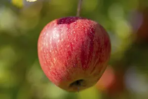 Fruit Nutrition Drucke: Ripe apple on the tree