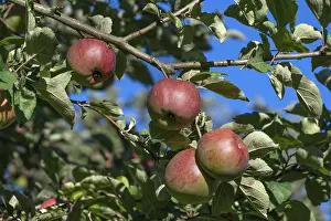 Central Europe Fruits Drucke: Ripe apples (Malus), on the tree