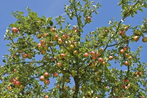 Ripe Apples Drucke: Ripe apples on a tree