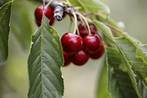Cherry Nutrition Facts Drucke: Ripe cherries on the tree in summer