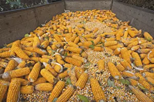 German Food Still Life Drucke: Ripe corncobs, Maize (Zea mays subsp)