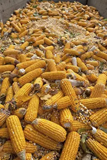 Agricultural Crops Europe Drucke: Ripe corncobs, Maize (Zea mays subsp)