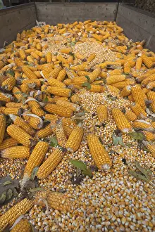 German Vegetable Photography Drucke: Ripe corncobs, Maize (Zea mays subsp)
