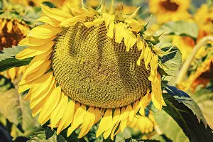 Yellow Flowering Plant Drucke: Ripe Disk of a Sunflower