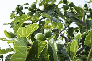 Exotic Food Drucke: Ripe figs on a fig tree