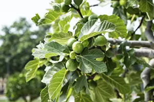Ripe Figs Drucke: Ripe figs on a fig tree