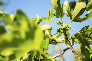 Blue Sky Drucke: Ripe figs on a tree