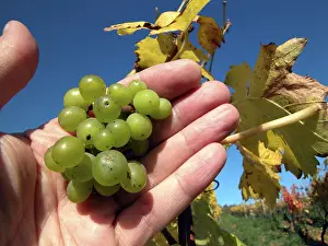 Ripe Grapes Drucke: Ripe grapes