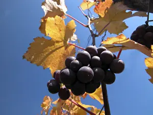 Ripe Grapes Drucke: Ripe grapes