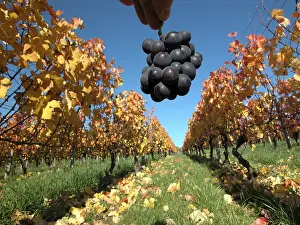 Ripe Grapes Drucke: Ripe grapes