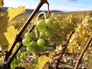 Ripe Grapes Drucke: Ripe grapes