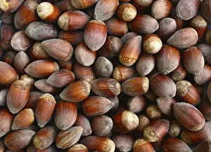Uninhabited Nature Scene Drucke: Ripe hazelnuts fruit texture nature background pattern