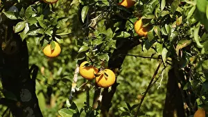 Ripe Citrus Fruit Drucke: Several ripe oranges on the tree