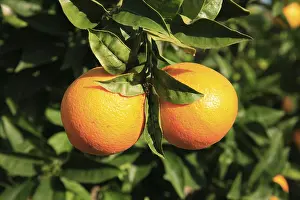 Freshly Picked Oranges Drucke: Ripe oranges on the tree
