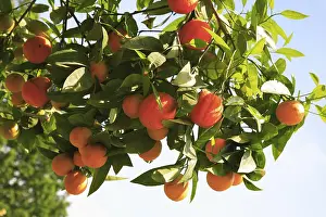 Ripe Oranges Drucke: Ripe oranges on the tree