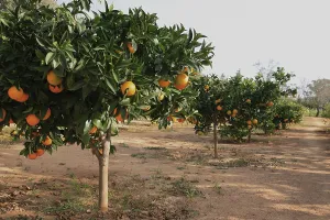 Exotic Tropical Fruits Drucke: Ripe oranges on the tree