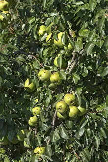 Fruit Growing In Germany Drucke: Ripe Pears (Pyrus) hanging from a tree