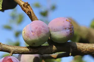 Fresh Fruits Drucke: Ripe plums on the tree