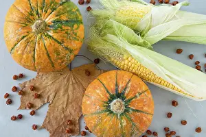 Gray Background Images Drucke: Ripe pumpkins and corn cobs on a gray background with a maple leaf