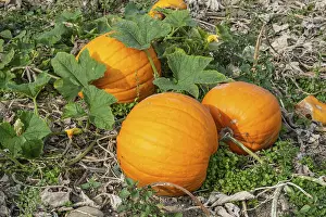 Northern Europe Countryside Drucke: Ripe pumpkins on a field in Loderup