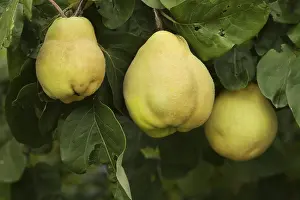 Fruit Tree Photos Drucke: Ripe quinces on the tree