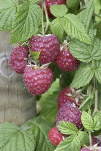 Red Berry Plant Drucke: Ripe Raspberry on the bush