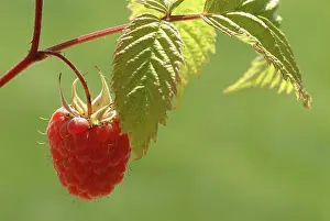 Deserted Fruit Still Life Drucke: Ripe raspberry on the plant, Rubus spp