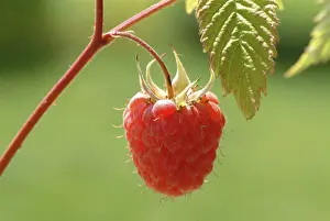 Red Berry Fruits Drucke: Ripe raspberry on the plant, Rubus spp