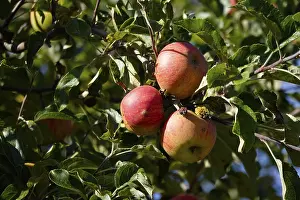 Red Apples Drucke: Ripe red apples on an apple tree