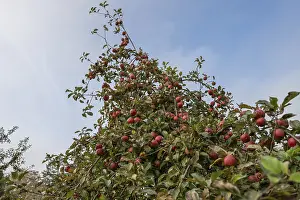 Red Apples Germany Drucke: Ripe, red apples (Malus) on the tree