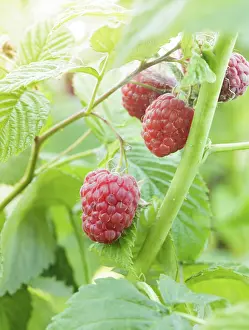 Red Fruit Photography Drucke: Ripe red raspberry on the branch closeup
