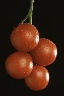 Deserted Garden Produce Drucke: Ripe tomatoes