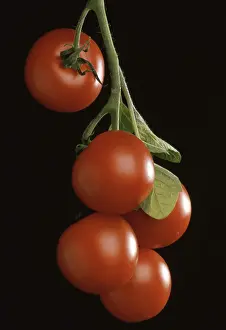 Deserted Garden Produce Drucke: Ripe tomatoes