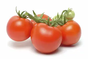 Tomato Nutrition Facts Drucke: Ripe tomatoes