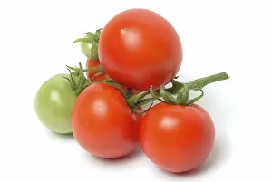 Empty Studio Background Drucke: Ripe tomatoes