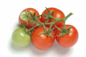 Garden Vegetables Drucke: Ripe tomatoes