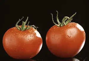 Ripe Tomatoes Drucke: Ripe tomatoes