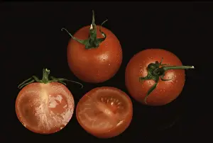 Deserted Garden Produce Drucke: Ripe tomatoes
