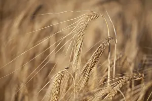 Summer Food Photography Drucke: Ripe wheat in the field in summer