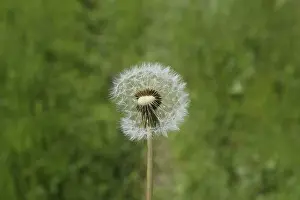 Common Dandelion Images Drucke: Ripened Dandelion in the grass