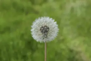 Dandelion Close Up Drucke: Ripened Dandelion in the grass