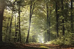 Dusky Morning Light Drucke: The rising sun hits the path between the trees