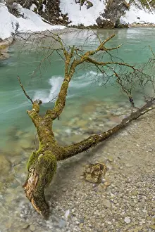European Wilderness Photography Drucke: At the Rissbach in winter