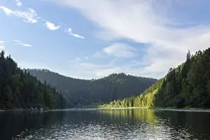 Mountain River Scenery Drucke: A river among a coniferous forest