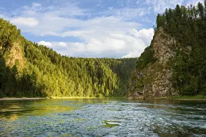 Mountain River Scenery Drucke: A river among a coniferous forest