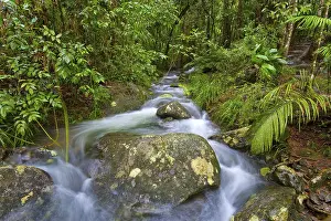 Daintree National Park Drucke: River course, water, stream, river